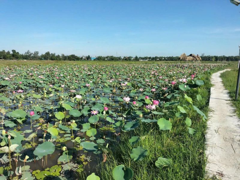 Trồng Sen Tại Sông Đầm Tam Thăng