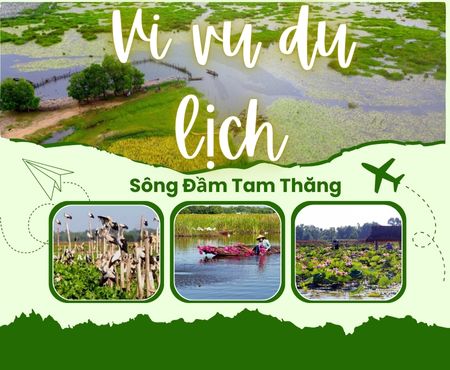 trà sen sông đầm